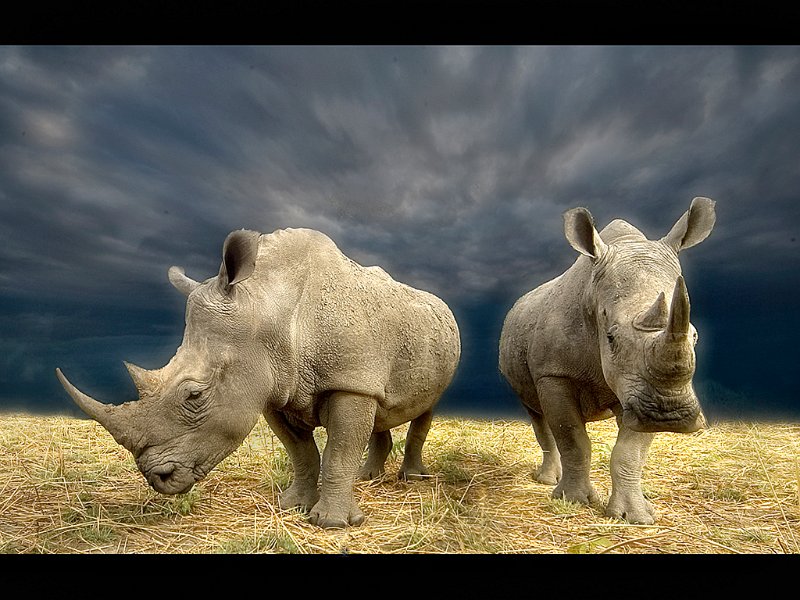 864 - rhino pair - TOFT MAUREEN - england.jpg